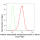 KD-Validated VAMP2 Rabbit mAb (20 μl)