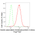KD-Validated VAMP2 Rabbit mAb (20 μl)