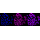 KD-Validated VAMP2 Rabbit mAb (20 μl)