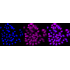 KD-Validated VAMP2 Rabbit mAb (20 μl)