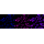 KD-Validated MCM7 Rabbit mAb (20 μl)