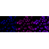 KD-Validated MCM7 Rabbit mAb (20 μl)