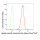 KD-Validated ACTSA Rabbit mAb (20 μl)