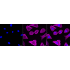 KD-Validated ACTSA Rabbit mAb (20 μl)