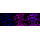 KD-Validated PRKRA Rabbit mAb (20 μl)