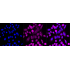 KD-Validated PRKRA Rabbit mAb (20 μl)
