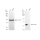 KD-Validated PRKRA Rabbit mAb (20 μl)