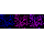 KD-Validated ZFH Rabbit mAb (20 μl)