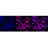 KD-Validated ZFH Rabbit mAb (20 μl)