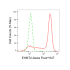 KD-Validated EHMT2 Rabbit mAb (20 μl)