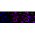 KD-Validated PRAS40 Rabbit mAb (20 μl)