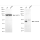 KD-Validated PRAS40 Rabbit mAb (20 μl)