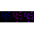 KD-Validated CD163 Rabbit mAb (20 μl)