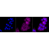 KD-Validated Flotillin 1 Rabbit mAb (20 μl)