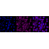 KD-Validated CLPP Rabbit mAb (20 μl)