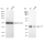 KD-Validated CLPP Rabbit mAb (20 μl)