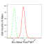 KD-Validated Src Rabbit mAb (20 μl)