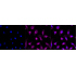 KD-Validated Src Rabbit mAb (20 μl)