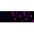 KD-Validated Src Rabbit mAb (20 μl)