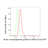 KD-Validated BMP6 Rabbit mAb (20 μl)