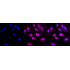 KD-Validated BMP6 Rabbit mAb (20 μl)