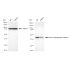 KD-Validated BMP6 Rabbit mAb (20 μl)