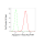 KD-Validated AQP1 Rabbit mAb (20 μl)