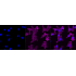 KD-Validated AQP1 Rabbit mAb (20 μl)