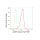 KD-Validated LAMP2 Rabbit mAb (20 μl)