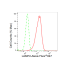 KD-Validated LAMP2 Rabbit mAb (20 μl)