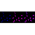 KD-Validated LAMP2 Rabbit mAb (20 μl)