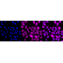 KD-Validated BubR1 Rabbit mAb (20 μl)