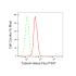 KD-Validated Tuberin Rabbit mAb (20 μl)