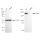 KD-Validated Tuberin Rabbit mAb (20 μl)