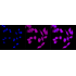 KD-Validated FTH1 Rabbit mAb (20 μl)