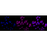 KD-Validated Phospho-GSK3B (Ser9) Rabbit mAb (20 μl)