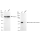 KD-Validated Phospho-GSK3B (Ser9) Rabbit mAb (20 μl)