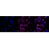 KD-Validated ACAD3 Rabbit mAb (20 μl)