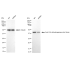 KD-Validated ACAD3 Rabbit mAb (20 μl)