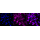 KD-Validated ACAT Rabbit mAb (20 μl)