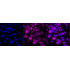 KD-Validated ACAT Rabbit mAb (20 μl)
