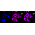 KD-Validated BAG3 Rabbit mAb (20 μl)