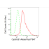 KD-Validated CCNB1 Rabbit mAb (20 μl)