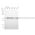 KD-Validated AAMP Rabbit mAb (20 μl)