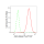 KD-Validated Arp3 Rabbit mAb (20 μl)