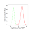 KD-Validated Arp3 Rabbit mAb (20 μl)