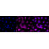 KD-Validated Arp3 Rabbit mAb (20 μl)