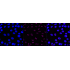 KD-Validated ACTL6A Rabbit mAb (20 μl)