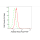 KD-Validated ACSS2 Rabbit mAb (20 μl)