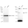 KD-Validated ACSS2 Rabbit mAb (20 μl)